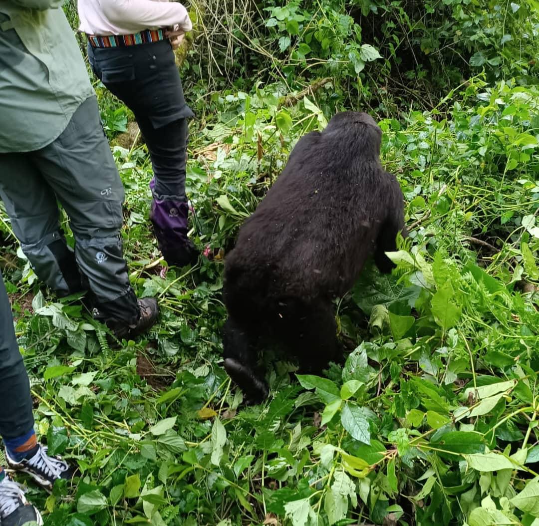 Rwanda Gorilla Trekking