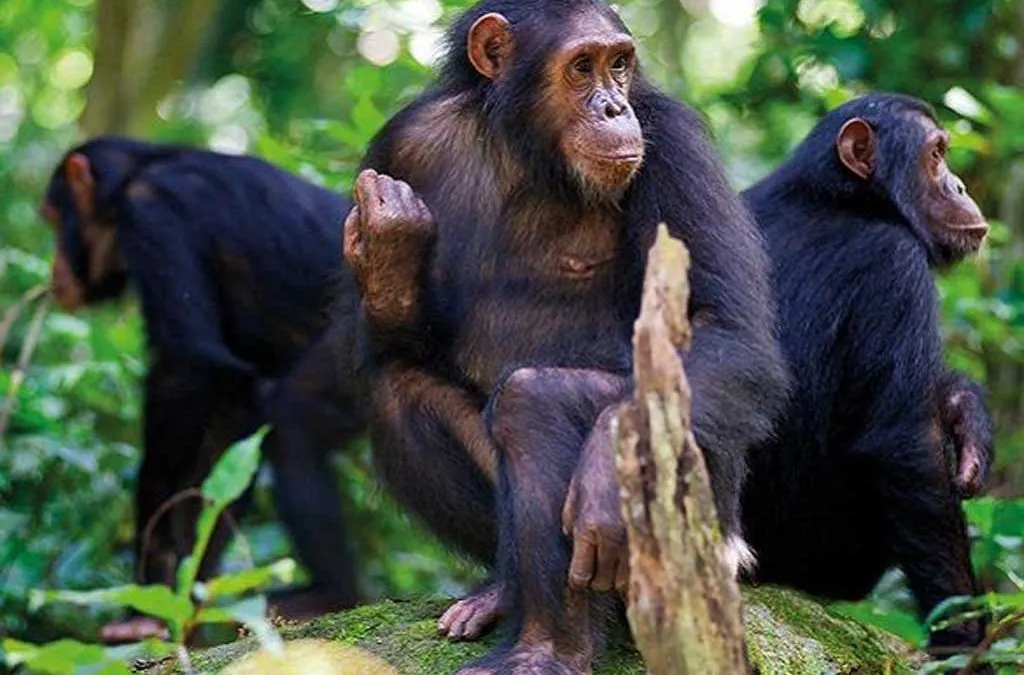 Chimpanzee Tracking in Nyungwe Forest