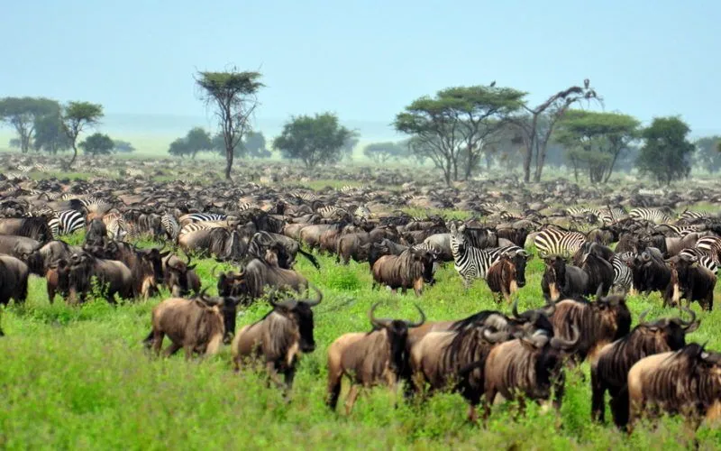 Tanzania Serengeti